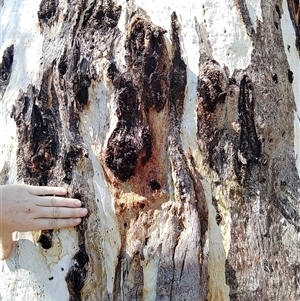 Eucalyptus camaldulensis at suppressed - suppressed