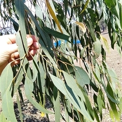Eucalyptus camaldulensis at suppressed - suppressed