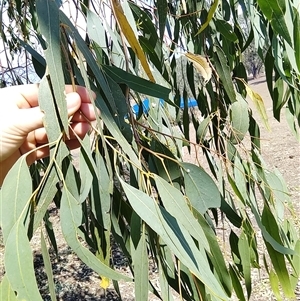Eucalyptus camaldulensis at suppressed - suppressed