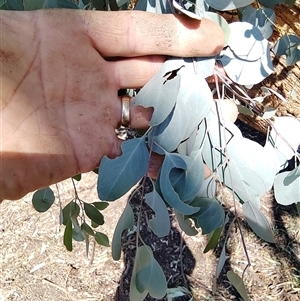 Eucalyptus sp. at Ghan, NT - 2 Mar 2025 10:44 AM