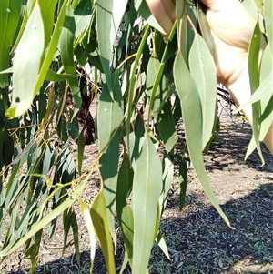 Eucalyptus camaldulensis at suppressed - suppressed