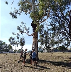Eucalyptus camaldulensis at suppressed - suppressed