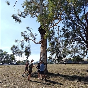 Eucalyptus camaldulensis at suppressed - suppressed