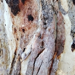 Eucalyptus camaldulensis at suppressed - suppressed