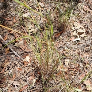 Themeda triandra at Copmanhurst, NSW - suppressed