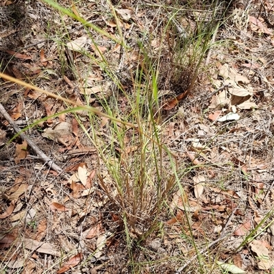 Themeda triandra (Kangaroo Grass) at Copmanhurst, NSW - 22 Oct 2024 by MazzV