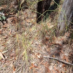 Themeda triandra at Copmanhurst, NSW - suppressed