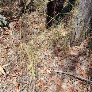 Themeda triandra at Copmanhurst, NSW - suppressed