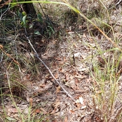 Themeda triandra at Copmanhurst, NSW - suppressed