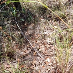 Themeda triandra at Copmanhurst, NSW - suppressed