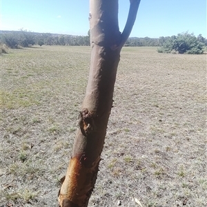 Eucalyptus sp. at Ghan, NT - 8 Mar 2025 10:55 AM