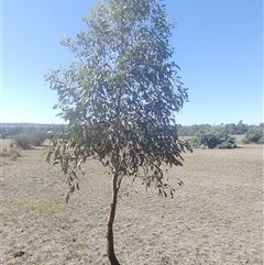 Eucalyptus sp. at Ghan, NT - 8 Mar 2025 10:55 AM