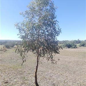 Eucalyptus sp. at Ghan, NT - 8 Mar 2025 10:55 AM