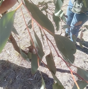Eucalyptus sp. at Ghan, NT - 8 Mar 2025 10:55 AM