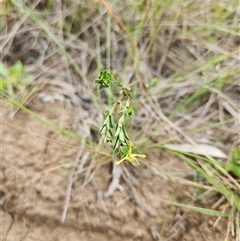 Pimelea curviflora (Curved Rice-flower) at Albion Park Rail, NSW - 8 Feb 2025 by thegirlthatseedsgrew