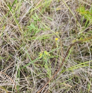 Pimelea curviflora at Albion Park Rail, NSW - suppressed