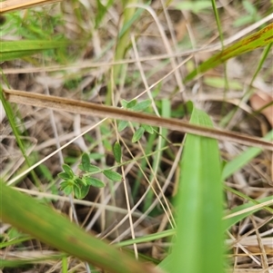Pimelea curviflora at Albion Park Rail, NSW - suppressed