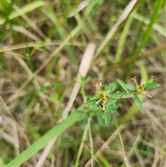 Pimelea curviflora (Curved Rice-flower) at Albion Park Rail, NSW - 8 Feb 2025 by thegirlthatseedsgrew