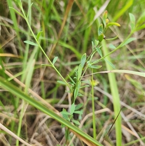 Pimelea curviflora at Albion Park Rail, NSW - suppressed