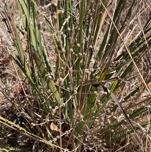 Lomandra multiflora (Many-flowered Matrush) at Godfreys Creek, NSW - 8 Mar 2025 by Mikla