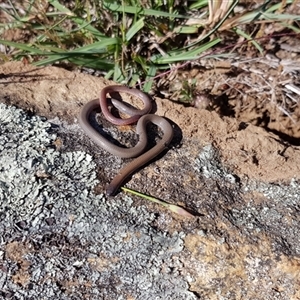 Aprasia parapulchella (Pink-tailed Worm-lizard) at Googong, NSW - 18 Nov 2022 by RobSpeirs