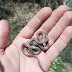 Aprasia parapulchella at Googong, NSW - suppressed