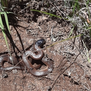 Parasuta dwyeri (Dwyer's Black-headed Snake) at Googong, NSW - 18 Nov 2022 by RobSpeirs