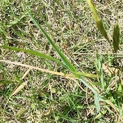 Bromus catharticus (Prairie Grass) at Copmanhurst, NSW - 23 Oct 2024 by MazzV