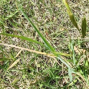 Bromus catharticus at suppressed - suppressed