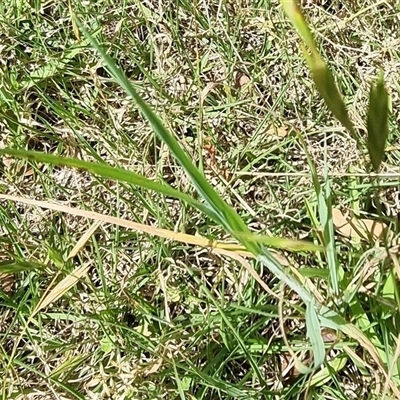 Bromus catharticus (Prairie Grass) at Copmanhurst, NSW - 23 Oct 2024 by MazzV