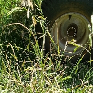 Bromus catharticus at suppressed - suppressed