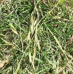 Bromus catharticus at suppressed - suppressed