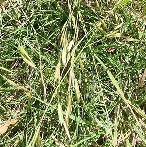 Bromus catharticus at suppressed - suppressed