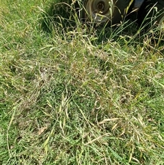 Bromus catharticus at suppressed - suppressed