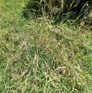 Bromus catharticus at suppressed - suppressed