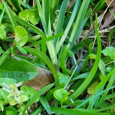 Unidentified Grass by MazzV