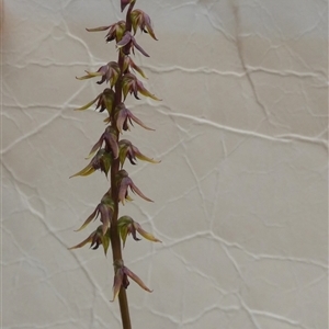 Corunastylis clivicola at Borough, NSW - suppressed