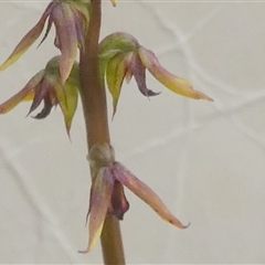 Corunastylis clivicola at Borough, NSW - suppressed