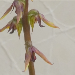 Corunastylis clivicola at Borough, NSW - suppressed