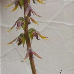 Corunastylis clivicola at Borough, NSW - suppressed