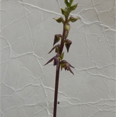 Corunastylis clivicola at Borough, NSW - suppressed