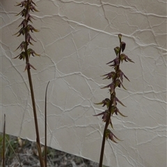 Corunastylis clivicola at Borough, NSW - suppressed