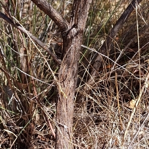 Cassinia sifton (Sifton Bush, Chinese Shrub) at Crowther, NSW - 8 Mar 2025 by Jnr