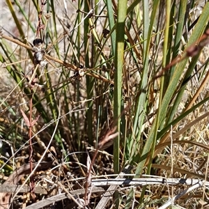 Lomandra multiflora (Many-flowered Matrush) at Crowther, NSW - 8 Mar 2025 by Jnr