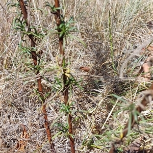 Xerochrysum viscosum (Sticky Everlasting) at Crowther, NSW - 8 Mar 2025 by Jnr