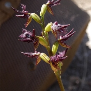 Corunastylis ostrina (Purple Midge Orchid) by Paul4K