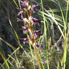 Corunastylis ostrina at Borough, NSW - suppressed