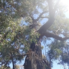 Unidentified Gum Tree by Mcgrata