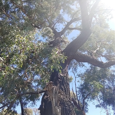 Unidentified Gum Tree by Mcgrata