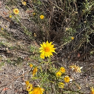 Xerochrysum viscosum (Sticky Everlasting) at Crowther, NSW - 8 Mar 2025 by PeterLott